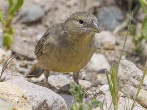 Greenish Yellow Finch EBird Yellow Finch Finch Greenish