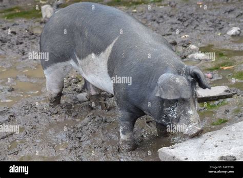 Adult Pig Farm Hi Res Stock Photography And Images Alamy