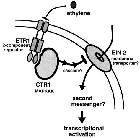 A Model For The Transduction Of The Ethylene Signal The Ethylene