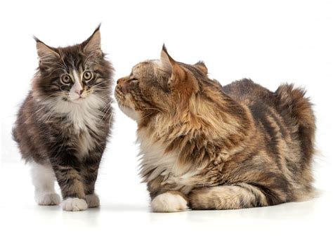 Lindo Gatito Y Su Padre Maine Coon Foto Premium