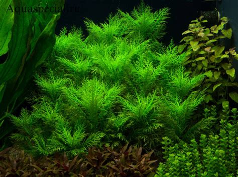 Гигрофила бальзамика: особенности, описание с фото, содержание