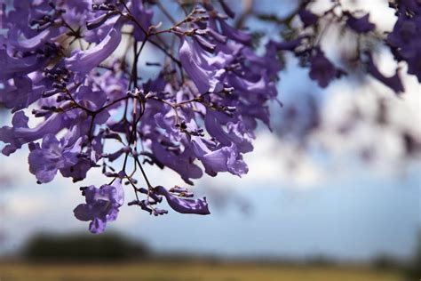 Propiedades Medicinales De Las Jacarandas México Desconocido