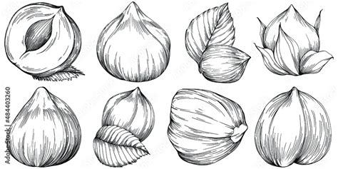 Hazelnut Filbert Cobnut Hand Drawn Vector Illustration Isolated On