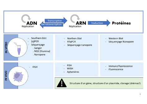Introduction Aux Techniques De Biologie Mol Culaire Synth Se