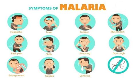 Malaria Causes, Symptoms, Complications and Treatment - ebuddynews