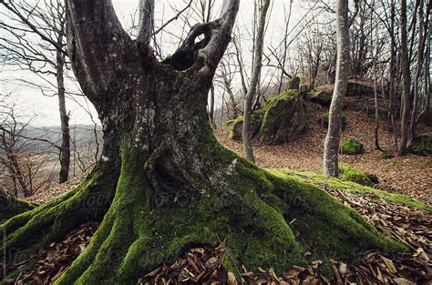 Tree With Big Roots And Green Moss In Forest In Autumn By Stocksy