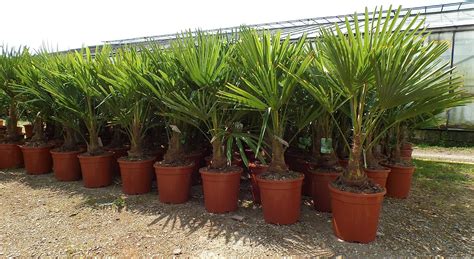 Gruenwaren Jakubik Palme XL 120 140 Cm Trachycarpus Fortunei Hanfpalme