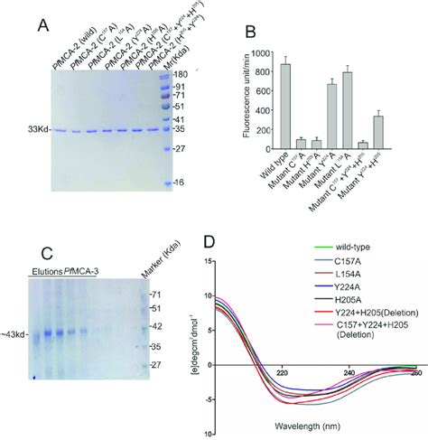 Expression And Enzymatic Activity Assay Of Wild And Mutant Pfmca