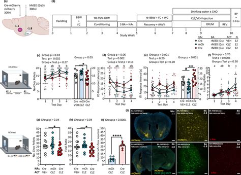 Effects Of Dreadds Activation Of Ba Nac Neurons On Reward Directed