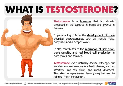 What Is Testosterone Definition Of Testosterone