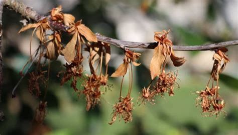 Crepe Myrtle Diseases & Tree Problems You Should Keep A Check On ...