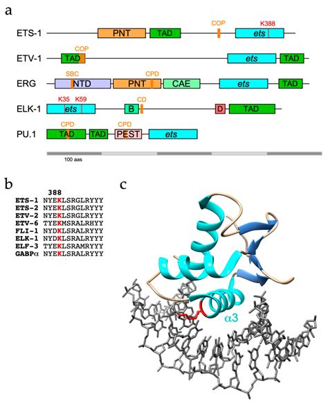 Ets 5 Transcriptional Factor Professionalsbap