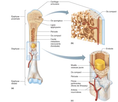 Anatomie Système Osseux Flashcards Quizlet