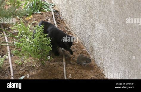 A Black Cat Harassing An Urban Rat Black Cats Bring Bad Luck To Rats