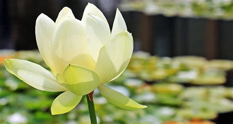 Royalty Free Photo Shallow Focus Photography Of White Flower Pickpik