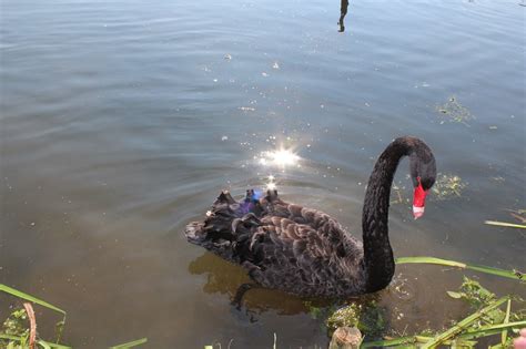 Swan,black,lake,bank,free pictures - free image from needpix.com