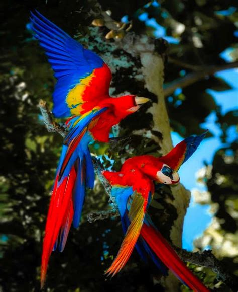 A Guide To The Most Popular Birds Of Costa Rica