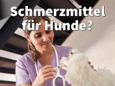 Schmerzmittel für Hunde Schmerzen richtig lindern Ratgeber