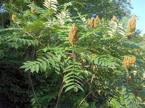 Smooth Sumac Stonehill Bioblitz Guide · Inaturalist