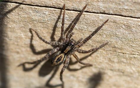 How To Keep Wolf Spiders Out Of Your Home In Mesa