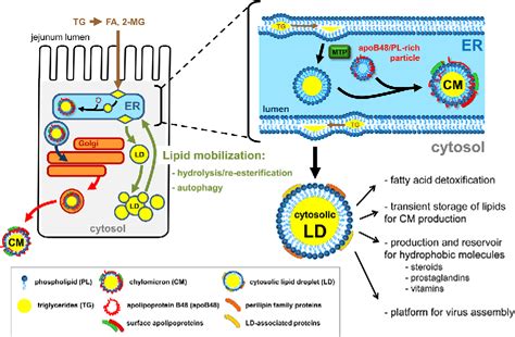 Figure 1 From Triglyceride Rich Lipoproteins And Cytosolic Lipid