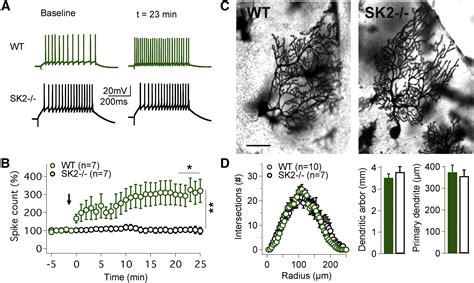 Activity Dependent Plasticity Of Spike Pauses In Cerebellar Purkinje