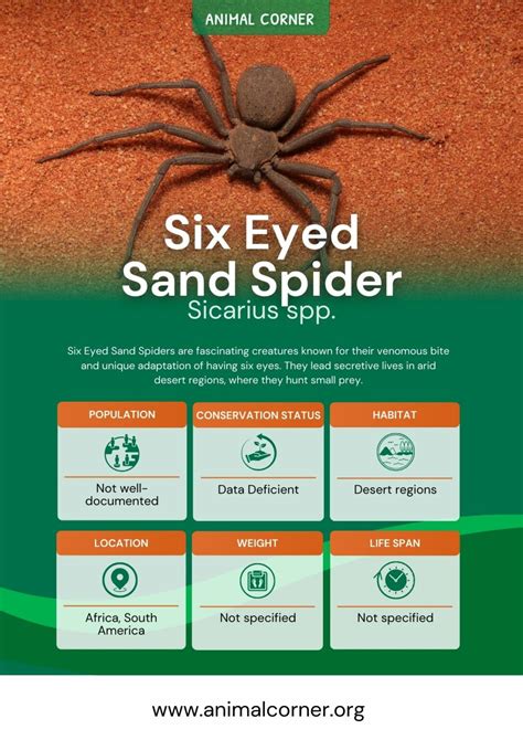 Six Eyed Sand Spider - Facts, Venom & Habitat Information