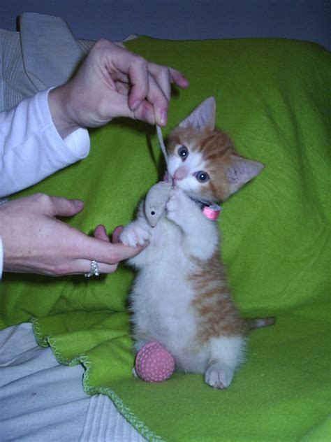 Cute Little Kiwi Look At That Kitten Tummy Weetniet Flickr