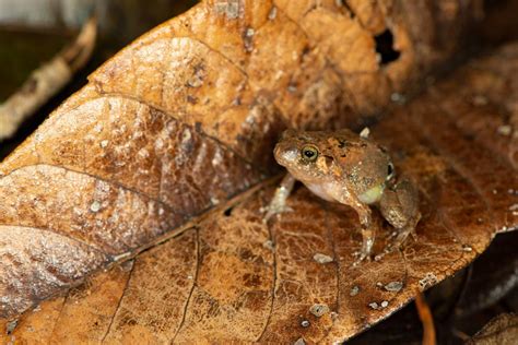 New Species Of Diamond Frog Discovered In Madagascar Sci News