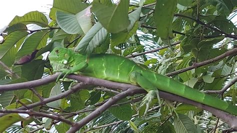 Lagarto Da Caatinga Youtube