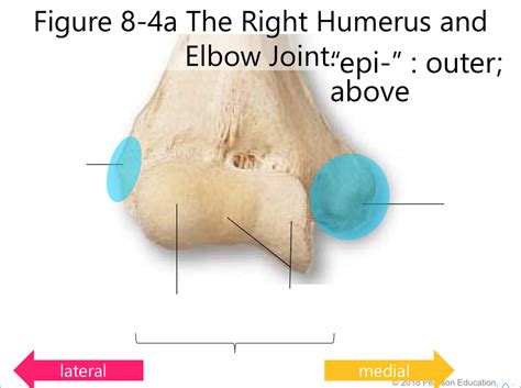 Landmarks Of The Humerus And Elbow Joint Anterior View Diagram Quizlet