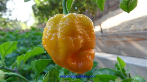 Trinidad Yellow 7 Pot Seeds Peppers Hot SeedWise