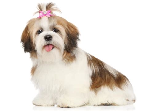 Shih Tzu Names 400 Ideas And Puppy Naming Guide