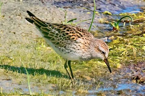 AA Bird Photography/waders/shorebirds/WHITE-RUMPED SANDPIPER/Calidris ...