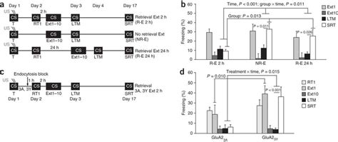 Retrieval Induced Ampar Endocytosis Mediates Attenuation Of Fear Memory Download Scientific