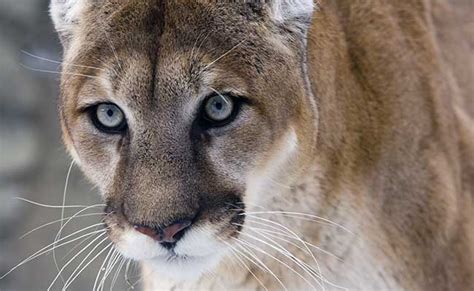 US Wildlife Managers Declare Eastern Cougar Extinct