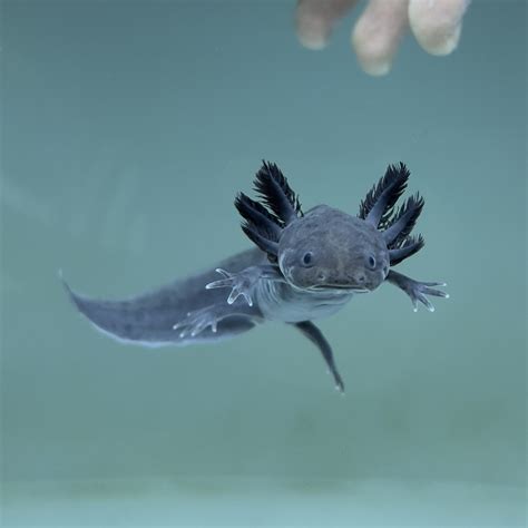 Melanoid Axolotl Axolotls For Sale Axolotl Planet