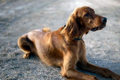 15 Best Pointer Dog Breeds The Guide To Bird Dogs