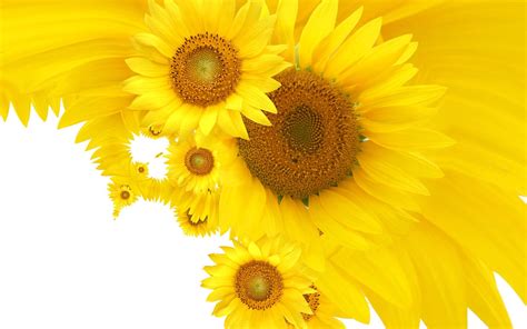 Yellow Sunflower wallpaper | flowers | Wallpaper Better