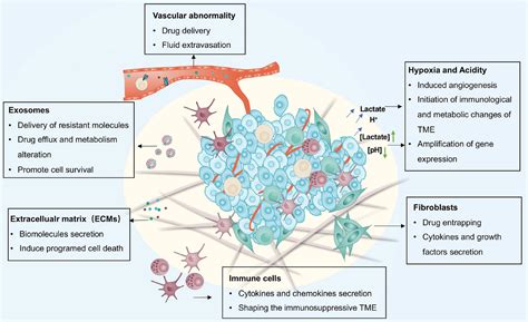 Frontiers Adaptive Mechanisms Of Tumor Therapy Resistance Driven By