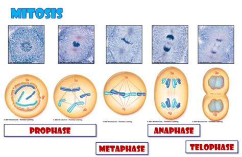 Cell divisions 1 mitotic the cell cycle