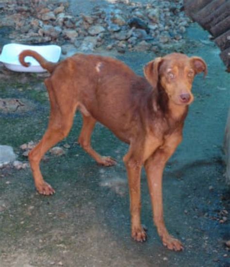 Três cães em situação de maus tratos são resgatados em Joinville