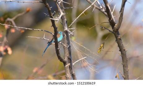 Common Waxbill Images, Stock Photos & Vectors | Shutterstock