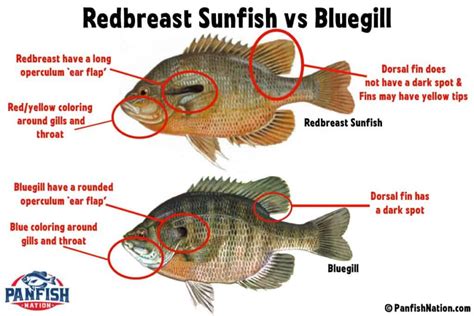 Redbreast Sunfish Vs Bluegill Know These Differences • Panfish Nation