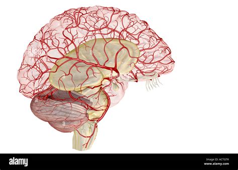 Middle Cerebral Artery High Resolution Stock Photography And Images Alamy