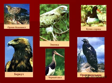 Красная Книга Республики Беларусь Фото — Картинки фотографии