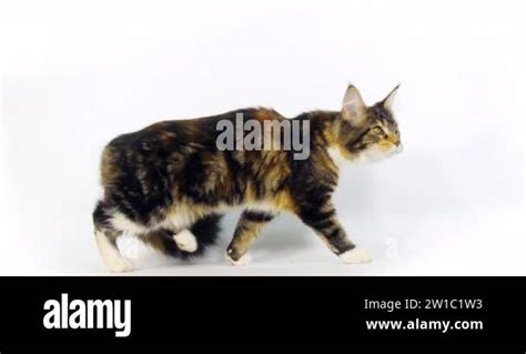 Brown Tortie Blotched Tabby And White Maine Coon Domestic Cat Female