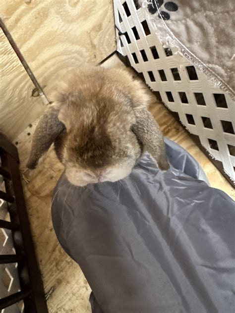 Holland Lop Rabbits For Sale Mckinney Tx