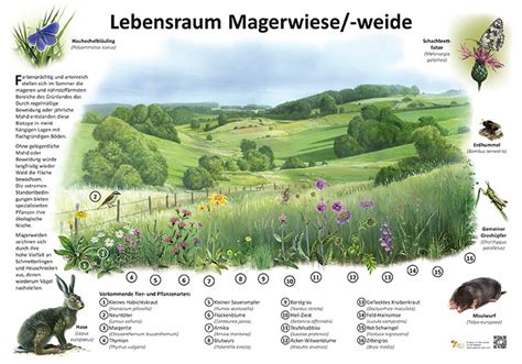 Lebensraum Magerwiese weide Ökologie Lehrtafeln Natur im Bild