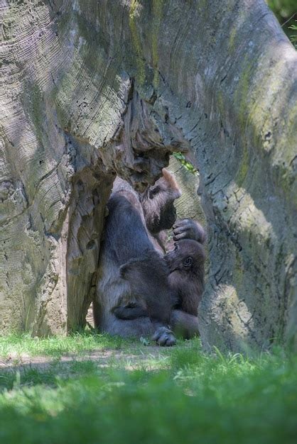 Premium Photo | Baby gorilla sleeping on mother